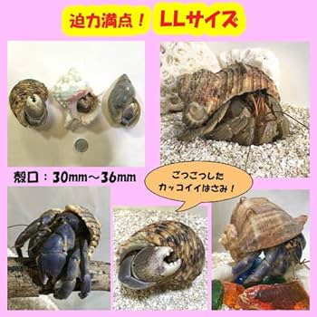 Amazon | オカヤドカリ生体 LLサイズ(紫色系) 1匹 | りゅうか